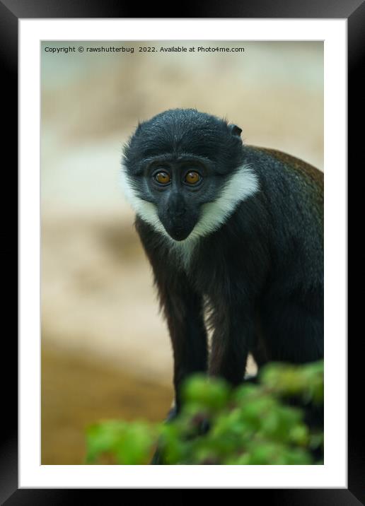 Baby L’Hoest Monkey Framed Mounted Print by rawshutterbug 