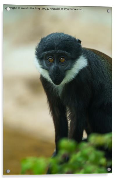 Baby L’Hoest Monkey Acrylic by rawshutterbug 