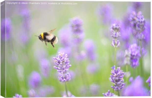 Flying  Bee Canvas Print by Alison Chambers