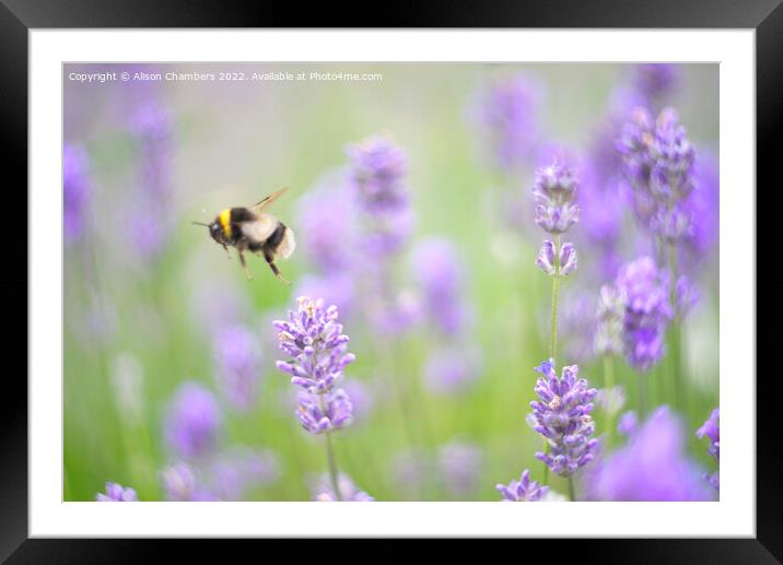 Flying  Bee Framed Mounted Print by Alison Chambers