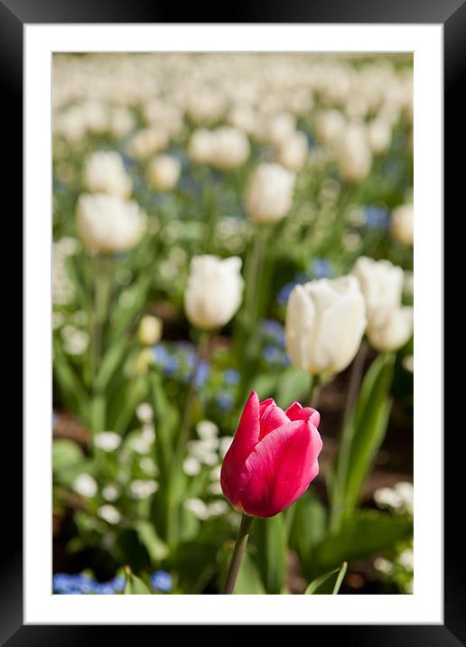 Tulips Framed Mounted Print by Thomas Schaeffer