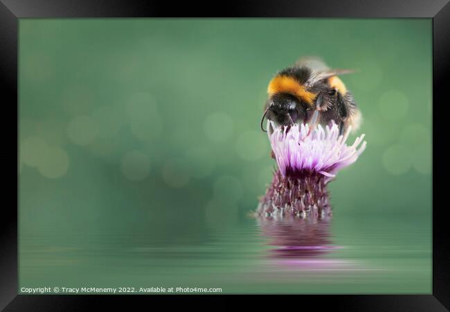 Bee on a Thistle Plant flower Framed Print by Tracy McMenemy