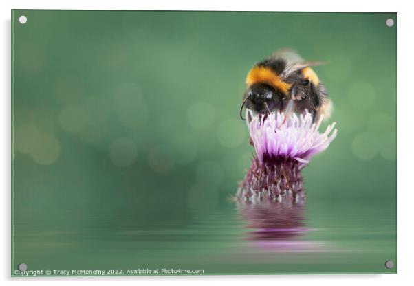 Bee on a Thistle Plant flower Acrylic by Tracy McMenemy