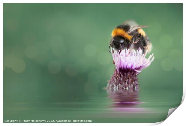 Bee on a Thistle Plant flower Print by Tracy McMenemy