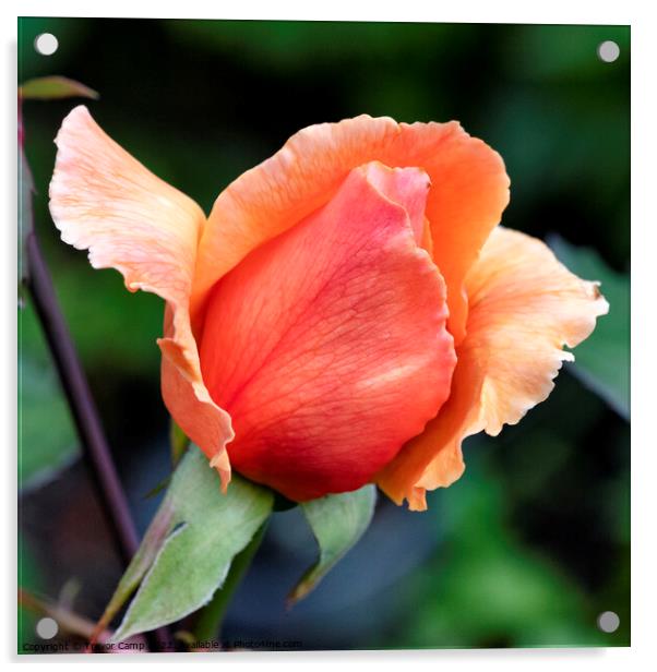 The Orange Rose - 01 Acrylic by Trevor Camp