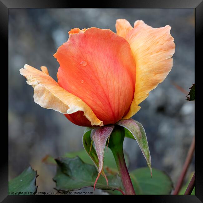 The Orange Rose - 03 Framed Print by Trevor Camp