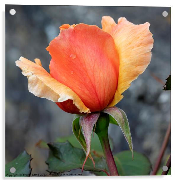 The Orange Rose - 03 Acrylic by Trevor Camp