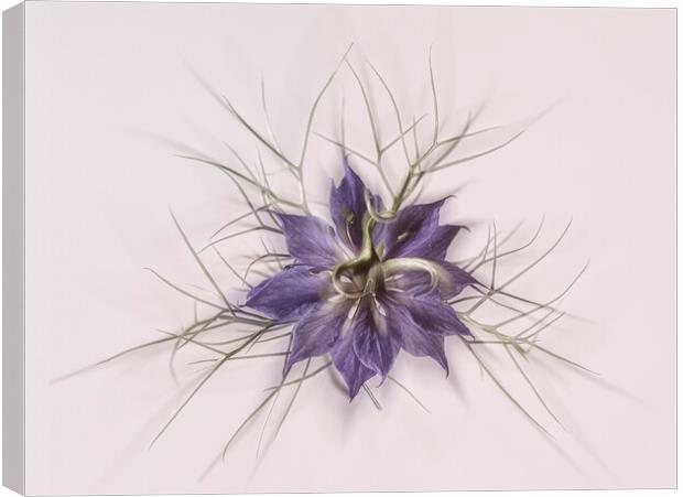 Love in a mist Canvas Print by kathy white