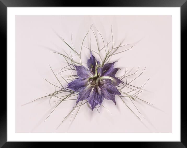 Love in a mist Framed Mounted Print by kathy white