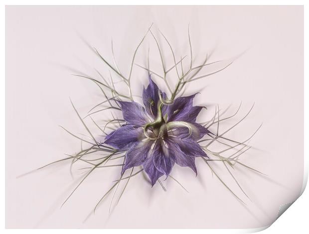 Love in a mist Print by kathy white