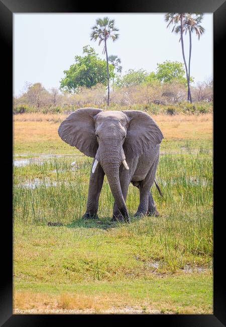 African bush elephant, Loxodonta africana Framed Print by Graham Prentice