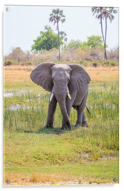 African bush elephant, Loxodonta africana Acrylic by Graham Prentice