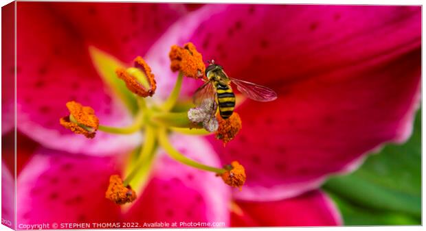 Hoverfly On An Oriental Lily Canvas Print by STEPHEN THOMAS