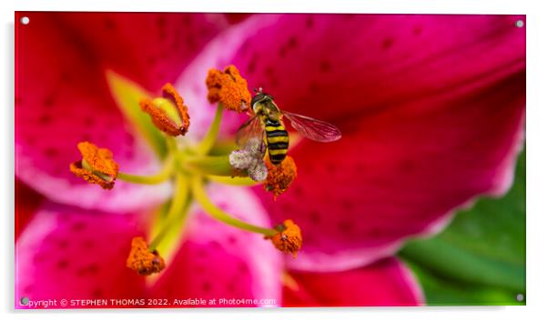 Hoverfly On An Oriental Lily Acrylic by STEPHEN THOMAS