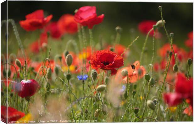 Poppy and bee Canvas Print by Simon Johnson