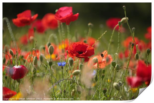 Poppy and bee Print by Simon Johnson