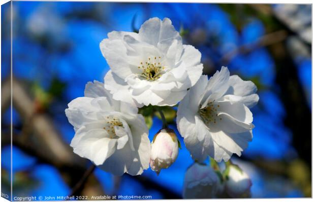 White Cherry Blossoms Canvas Print by John Mitchell