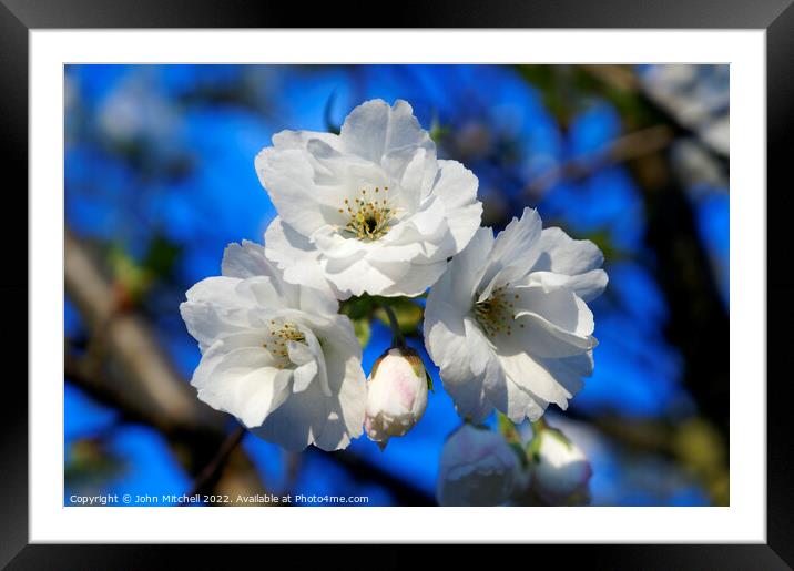 White Cherry Blossoms Framed Mounted Print by John Mitchell