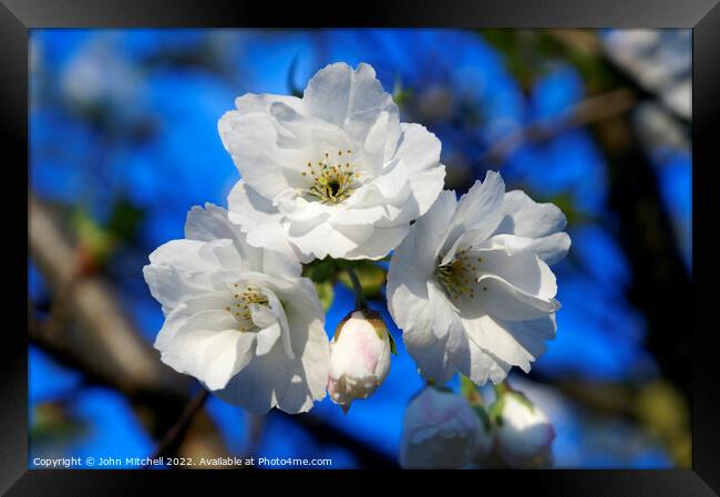 White Cherry Blossoms Framed Print by John Mitchell