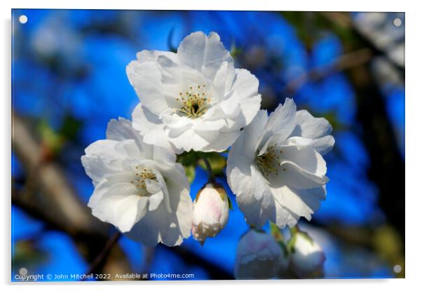White Cherry Blossoms Acrylic by John Mitchell
