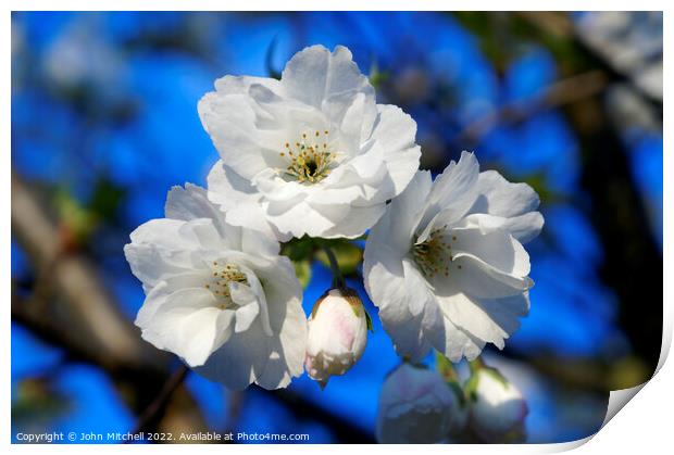 White Cherry Blossoms Print by John Mitchell