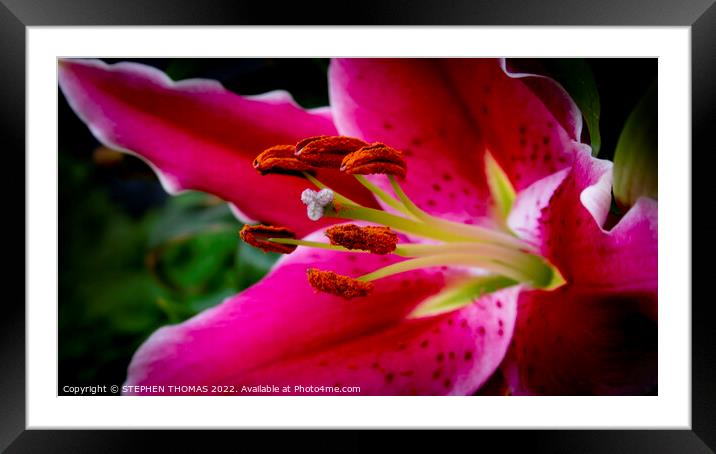 Grabbing Your Attention Framed Mounted Print by STEPHEN THOMAS