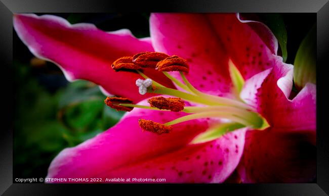Grabbing Your Attention Framed Print by STEPHEN THOMAS