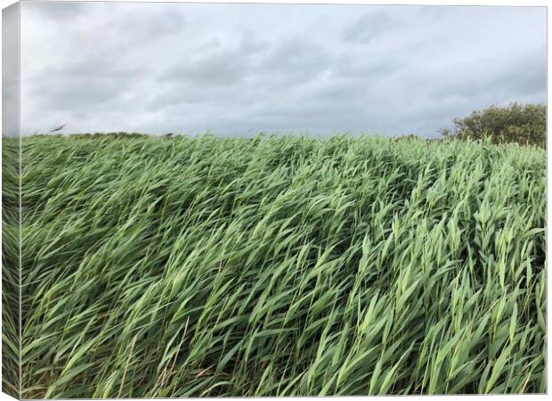 Sea Grass in the wind  Canvas Print by Paddy 