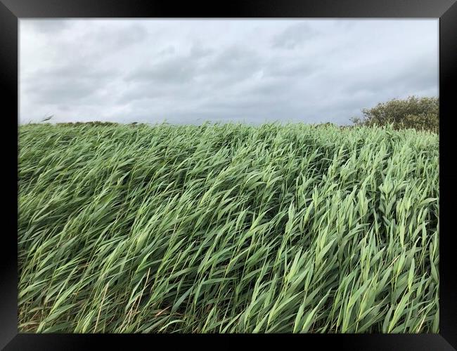 Sea Grass in the wind  Framed Print by Paddy 