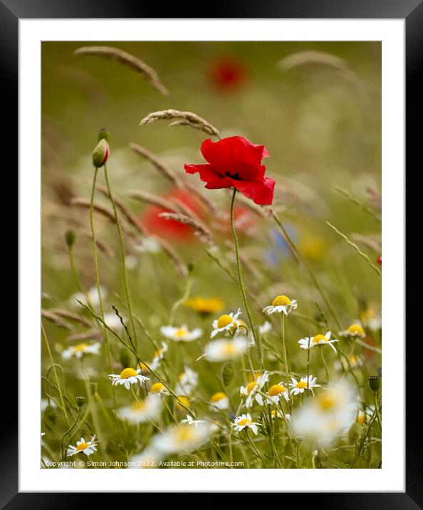 WInd blown Poppy flower Framed Mounted Print by Simon Johnson