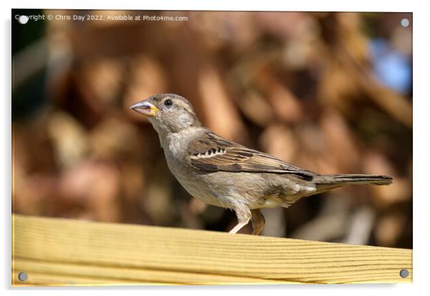 Female House Sparrow Acrylic by Chris Day