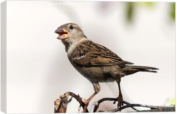 Female House Sparrow Canvas Print by Chris Day