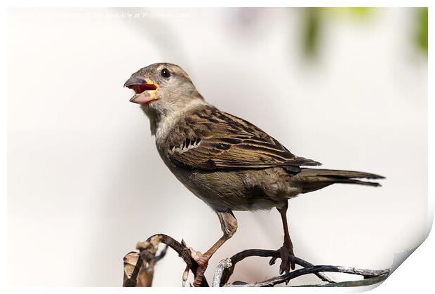 Female House Sparrow Print by Chris Day