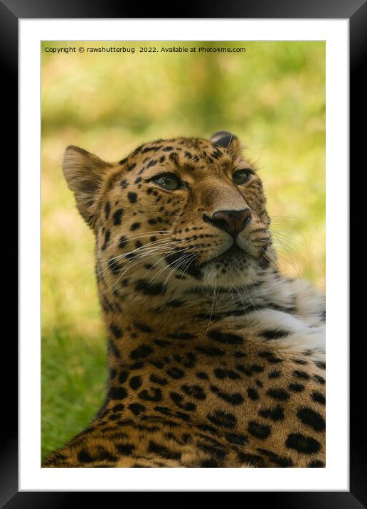 Amur Leopard Framed Mounted Print by rawshutterbug 