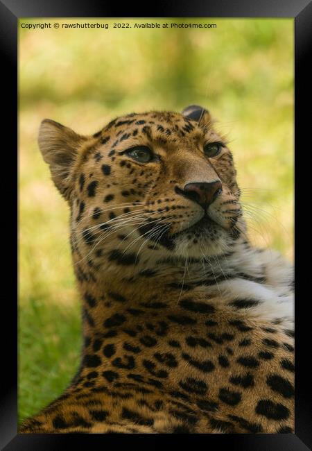 Amur Leopard Framed Print by rawshutterbug 