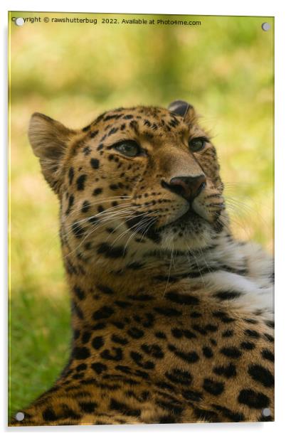 Amur Leopard Acrylic by rawshutterbug 