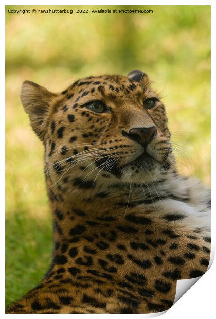 Amur Leopard Print by rawshutterbug 