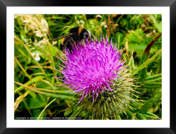 The Purple Pollinator Framed Mounted Print by Beryl Curran