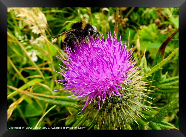 The Purple Pollinator Framed Print by Beryl Curran