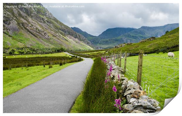 Nant Ffrancon Country Lane Snowdonia Print by Pearl Bucknall