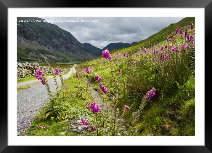 Summer Foxglove Flowers in Nant Ffrancon Valley Framed Mounted Print by Pearl Bucknall