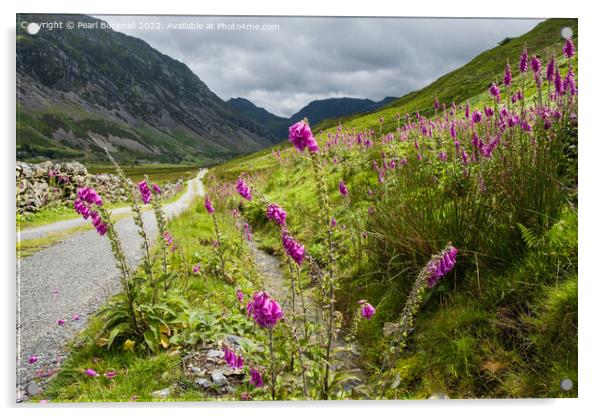 Summer Foxglove Flowers in Nant Ffrancon Valley Acrylic by Pearl Bucknall