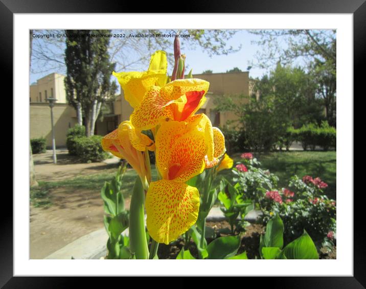 Plant flower Framed Mounted Print by Ali asghar Mazinanian