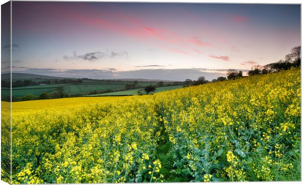 Sunrise over Rapeseed Fields Canvas Print by Helen Hotson