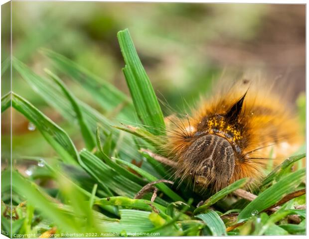 Hairy Drinker moth caterpillar Canvas Print by George Robertson