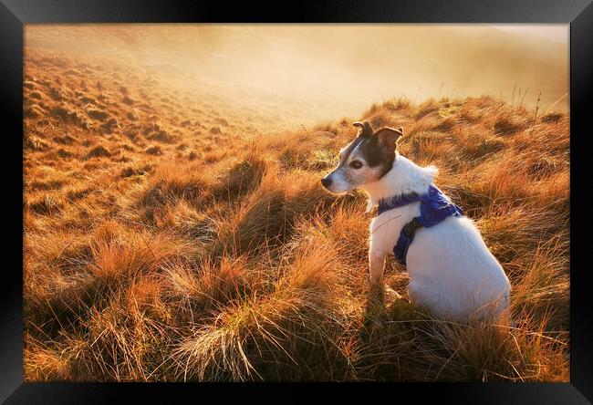 A Jack Russell Terrier dog Framed Print by Helen Hotson