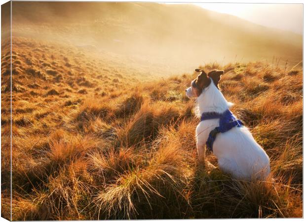 A Parson Jack Russell Terrier dog gazing out at a misty sunset  Canvas Print by Helen Hotson