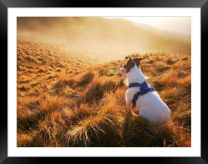 A Parson Jack Russell Terrier dog gazing out at a misty sunset  Framed Mounted Print by Helen Hotson