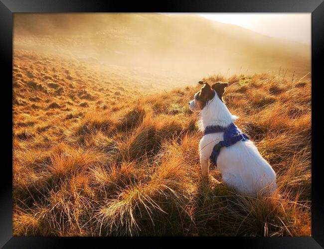 A Parson Jack Russell Terrier dog gazing out at a misty sunset  Framed Print by Helen Hotson