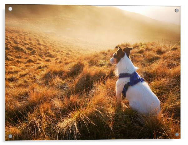 A Parson Jack Russell Terrier dog gazing out at a misty sunset  Acrylic by Helen Hotson